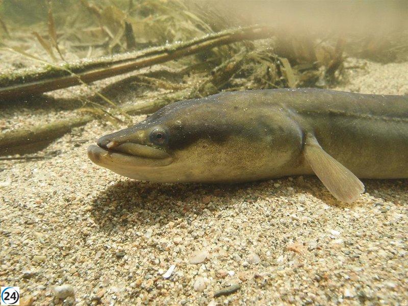 Gobiernos locales de Gipuzkoa exigen a la Unión Europea una pausa en la pesca de la anguila