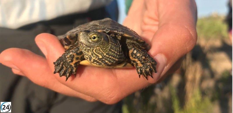 Diputación de Bizkaia llama a los ciudadanos a ayudar a salvar tortugas autóctonas.