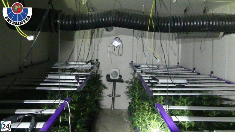Desarticulada plantación de cannabis en Maruri (Bizkaia) con cinco arrestos.