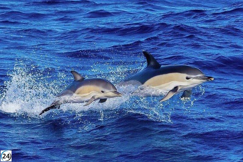 La Eurocámara aprueba la prohibición de pesca en el Golfo de Vizcaya para salvaguardar a los delfines.