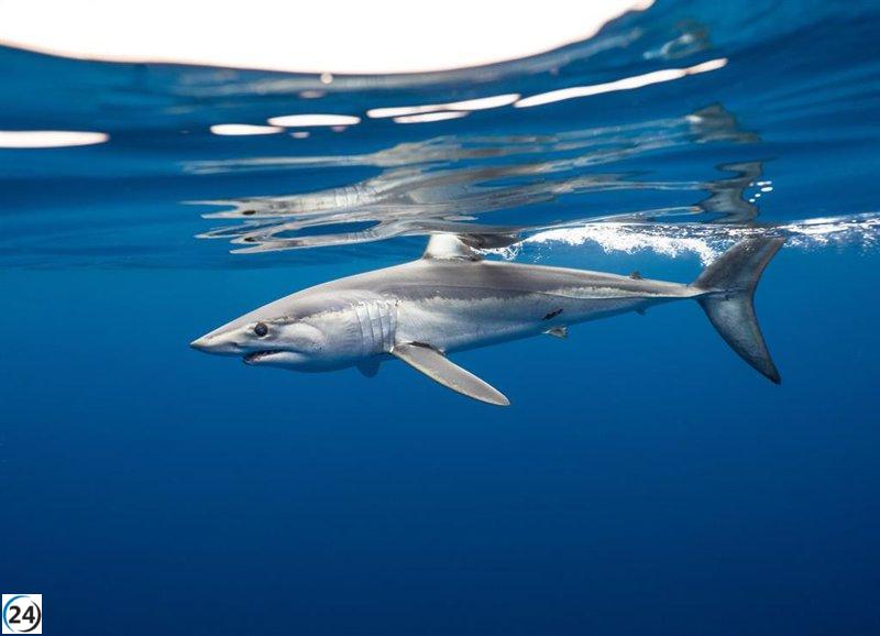 AZTI logra registrar un tiburón marrajo dientuso en el golfo de Bizkaia por primera vez en un esfuerzo por su conservación.