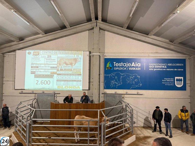 Más de 1.500 novillos de 60 ganaderías han sido evaluados en Aia, Gipuzkoa.