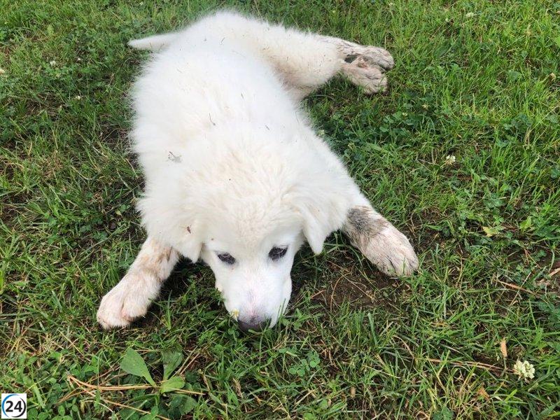 Desmantelan en Bilbao red de estafa cibernética que vendía mascotas falsas; 16 arrestos.