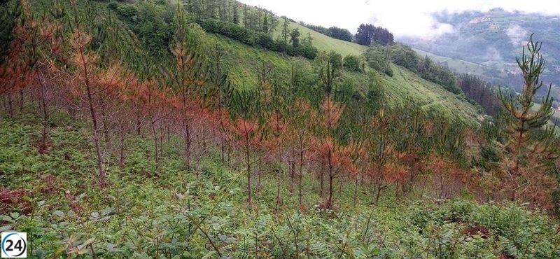 Albiztur inaugurará el primer bosque laboratorio en Euskadi para la regeneración de coníferas.