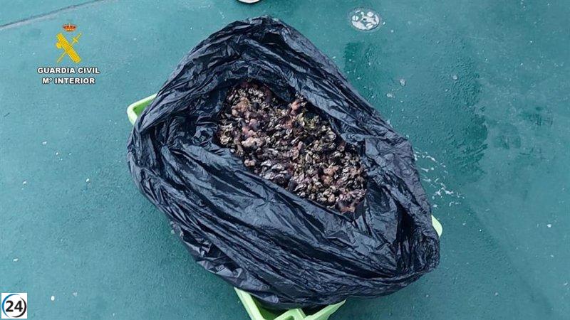 Detenidos por capturar ilegalmente 16 kilos de percebes en Izaro, Bermeo.