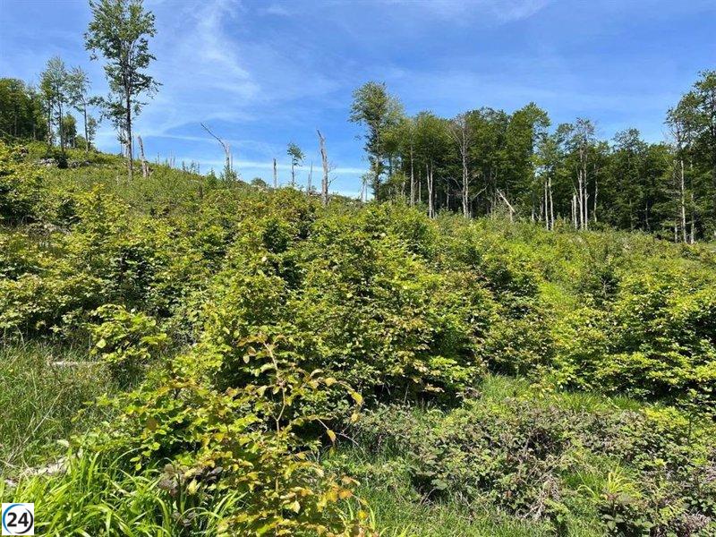 Álava restaura el hayedo de Legaire y su biodiversidad tras el tornado de 2018.