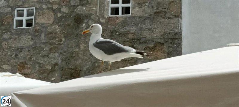 Aves silvestres en Bizkaia confirman brotes de gripe aviar en Santurtzi y Erandio.