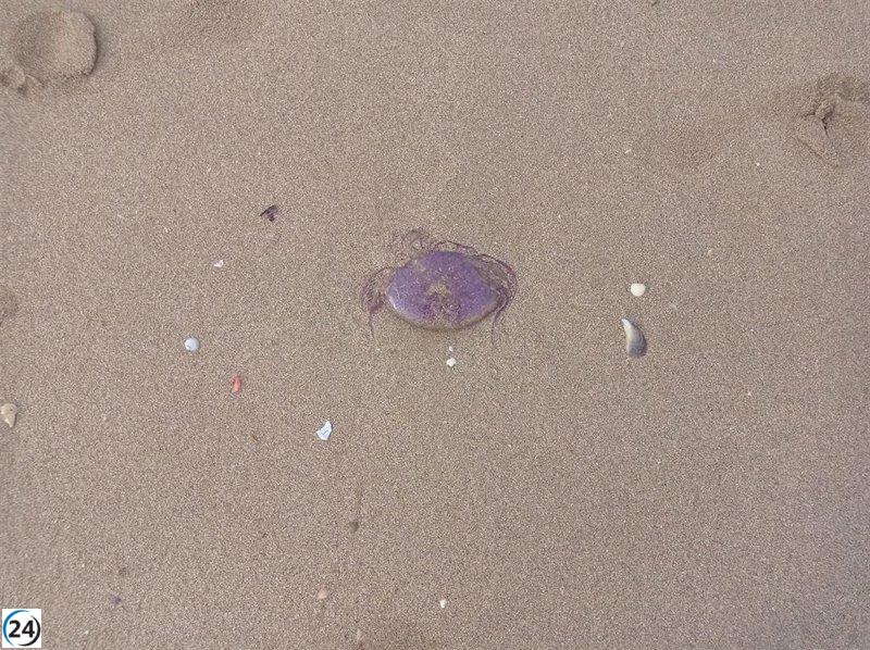 Tres incidentes de picaduras de carabela portuguesa en playas de Vizcaya
