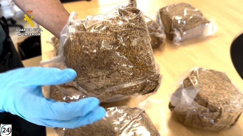 Desmantelan red de contrabando de tabaco en Bizkaia con 13 kilos incautados y seis implicados.