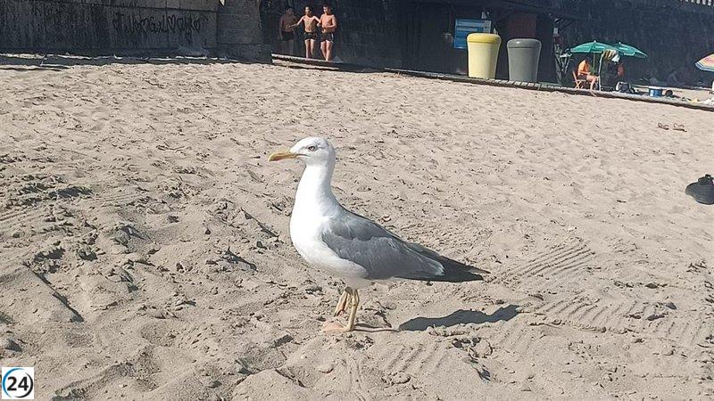 Euskadi insta a la precaución tras hallar gripe aviar en aves silvestres.