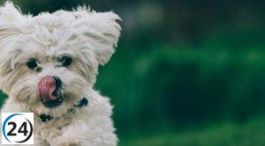 Vitoria-Gasteiz evalúa la creación de un camposanto para mascotas.