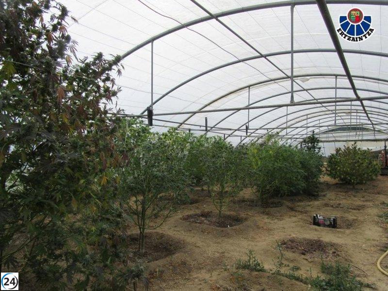 Cerradas dos fincas de marihuana en Bizkaia; tres detenidos por delitos de salud pública.