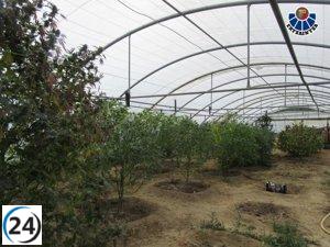 Cerradas dos fincas de marihuana en Bizkaia; tres detenidos por delitos de salud pública.