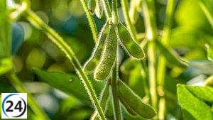 Neiker impulsa variedades de soja y patata para fortalecer la agricultura ecológica extensiva.