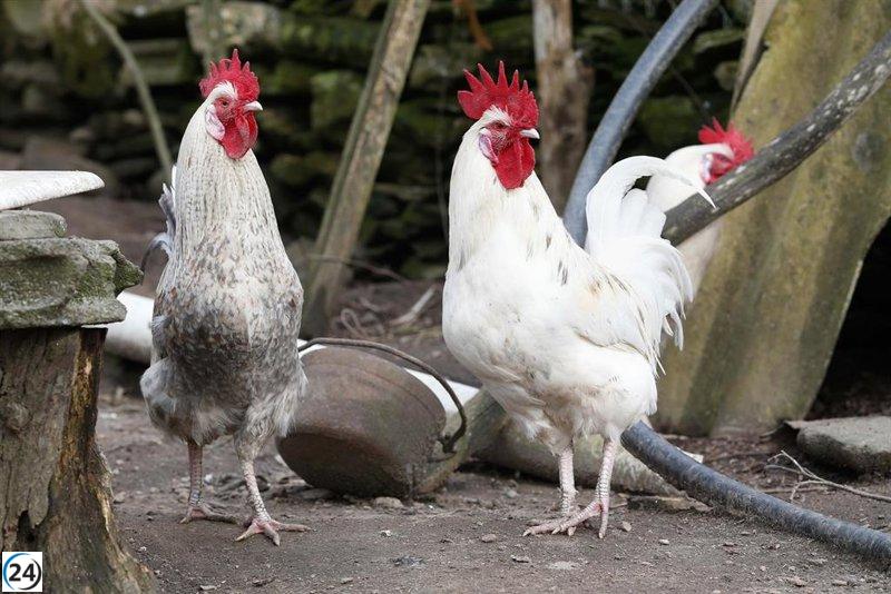 Gobierno Vasco insta a cumplir con el confinamiento de aves y refuerza las medidas de bioseguridad en Euskadi.