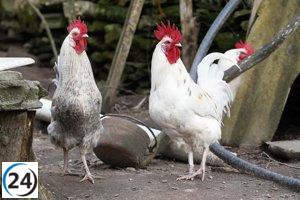 Gobierno Vasco insta a cumplir con el confinamiento de aves y refuerza las medidas de bioseguridad en Euskadi.