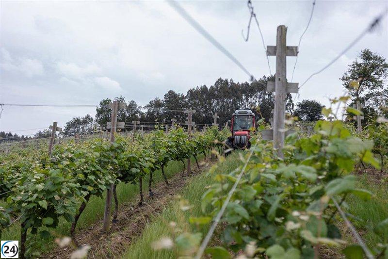 'Viñedos de Álava' apela la suspensión de permiso para vender sus vinos.