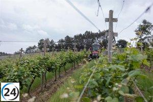 Viñedos de Álava