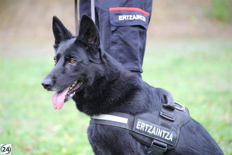 Detienen a dos ladrones en Amurrio gracias a perro de la Ertzaintza.