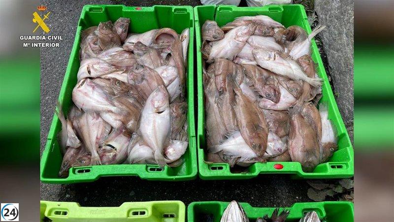 Incautan más de dos toneladas de pescado y marisco ilegal en Mundaka (Bizkaia)