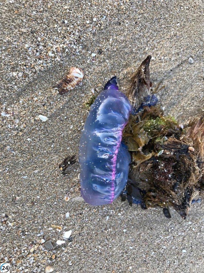 Diputación toma medidas por la presencia de carabelas portuguesas en playas vizcaínas.