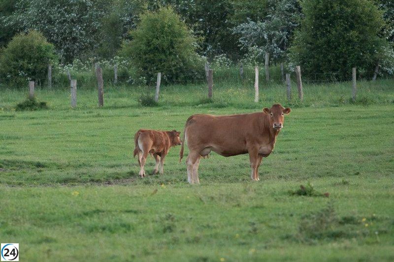 Euskadi descubre enfermedad hemorrágica en ganado de Gipuzkoa y Álava.