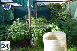 Descubierta plantación ilícita de 250 plantas de marihuana en Ayala (Álava)
