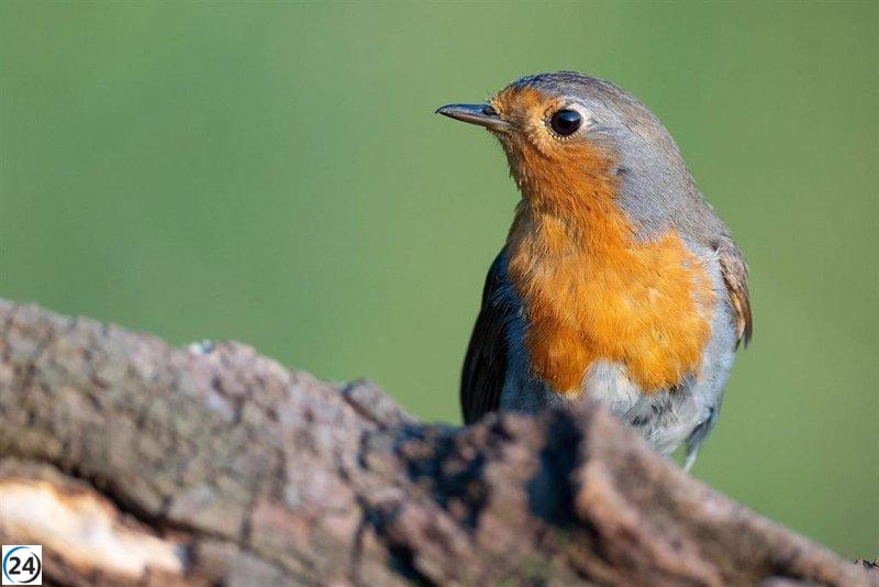 Estudio de Aranzadi revela que en Euskadi se reproducen 180 especies de aves, 175 de ellas locales