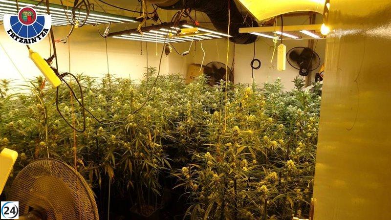 Capturan a seis individuos tras frustrarse un cultivo casero de marihuana con más de 450 plantas en una residencia de Barakaldo.