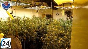 Capturan a seis individuos tras frustrarse un cultivo casero de marihuana con más de 450 plantas en una residencia de Barakaldo.