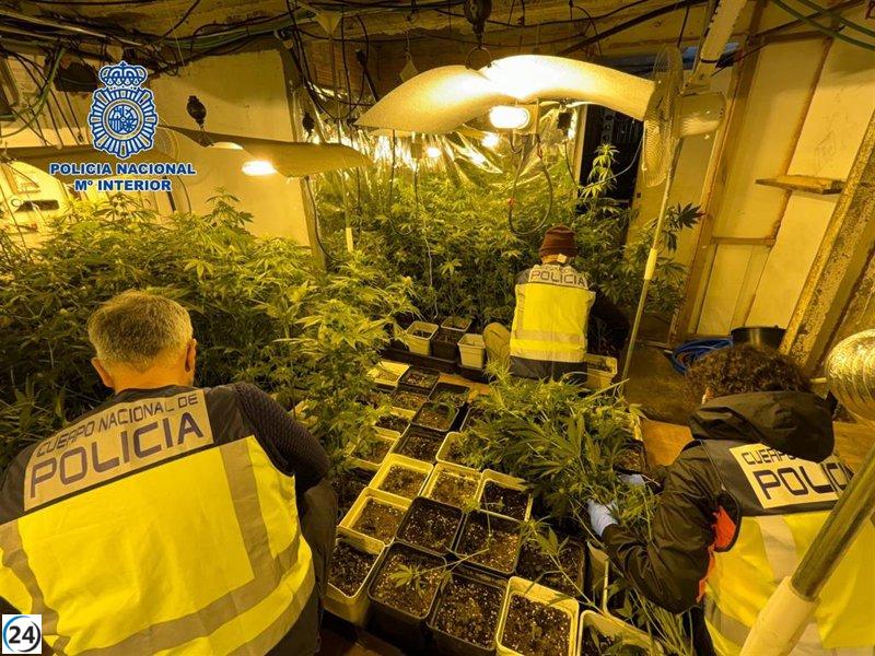 Desmantelan plantación masiva de marihuana en Urduliz, Bizkaia: Dos arrestados en un caserío.