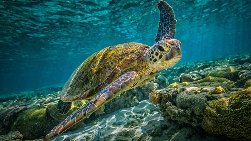 La biodiversidad vasca en peligro por el cambio climático